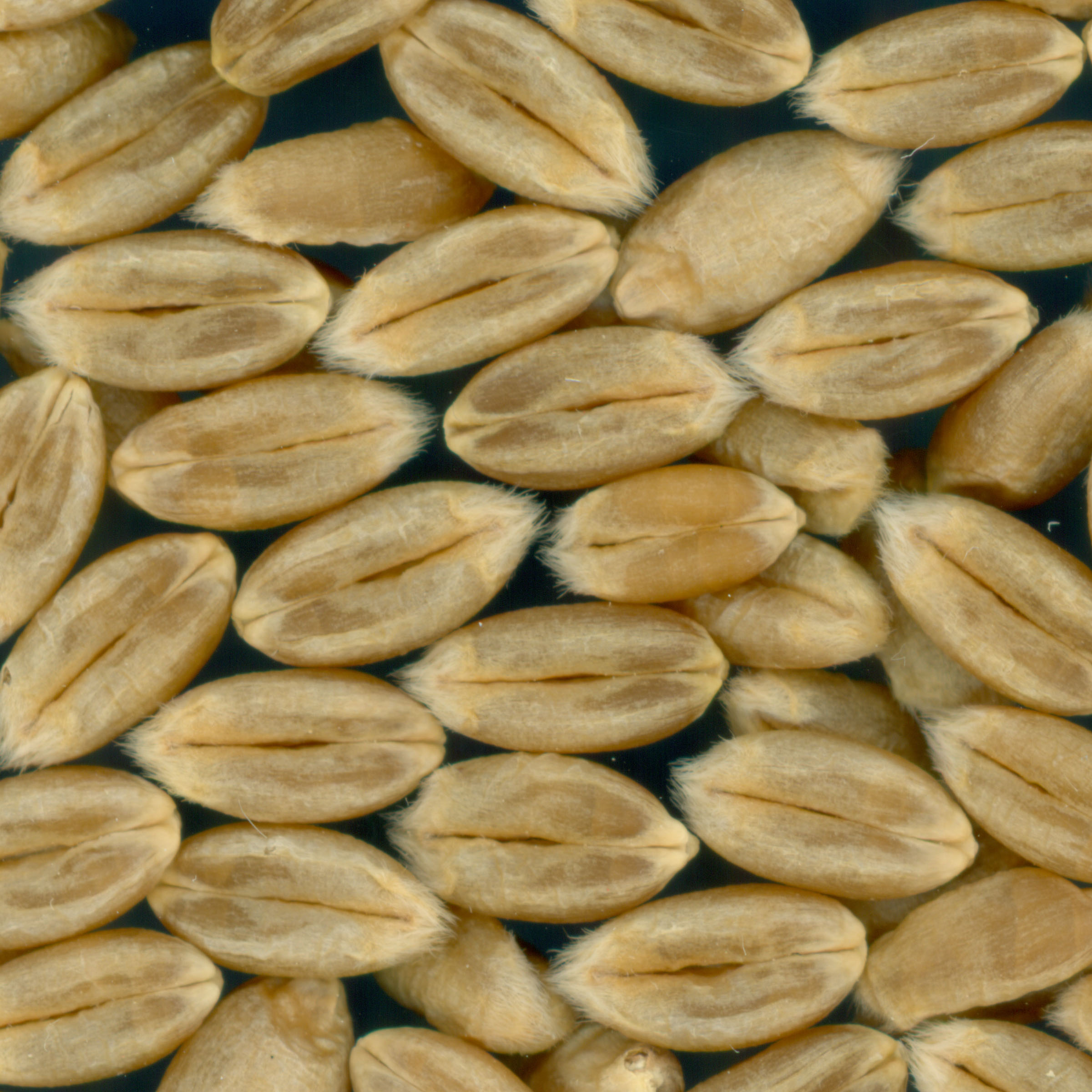 KERNELS